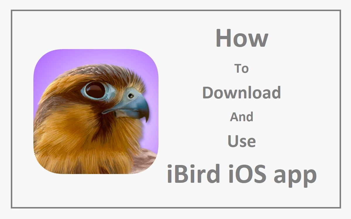 How To Download And Use iBird iOS app