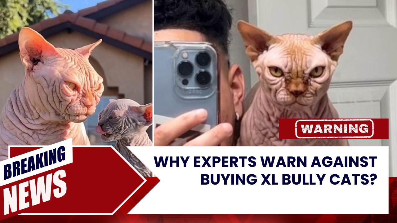 Why Experts Warn Against Buying XL Bully Cats